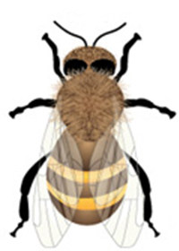 Drone2 Bee
