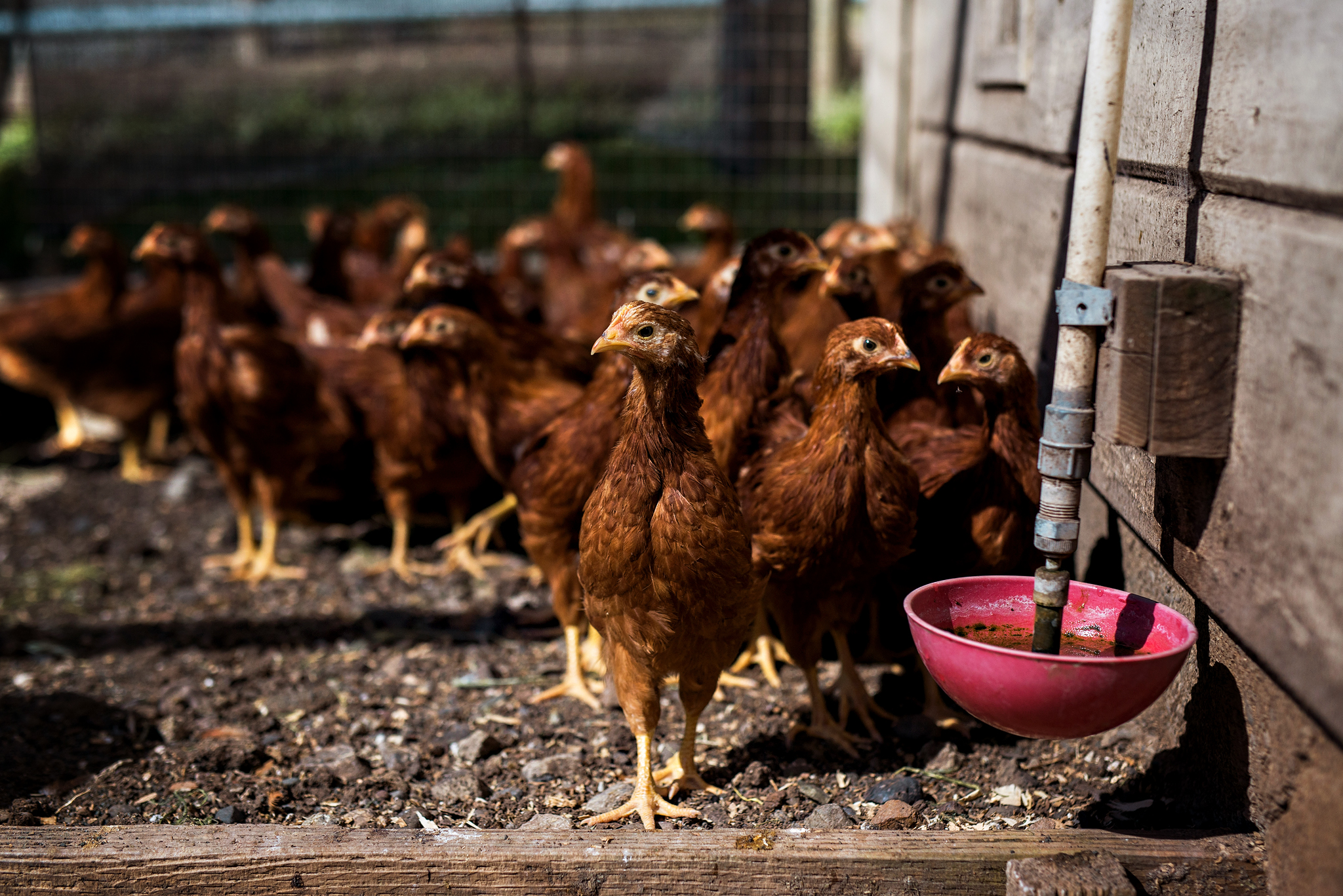 LMR_ChickenPullets_2019-1146 WEB Chickens at Long Meadow Ranch