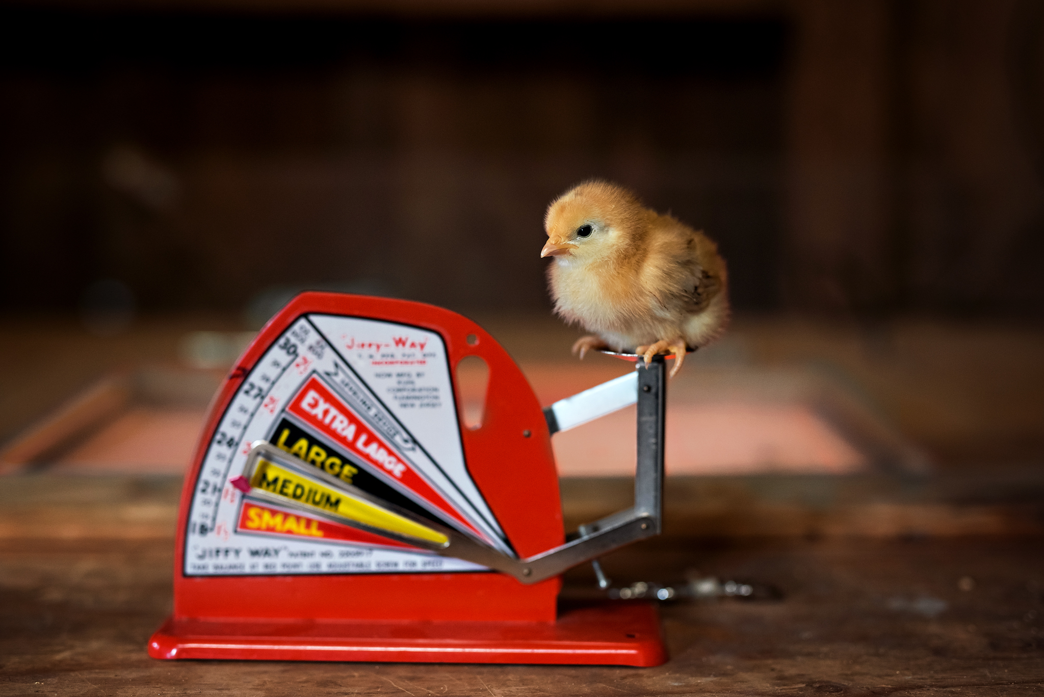 LMR_Chickens_2019-9066 WEB Baby chick standing on a scale