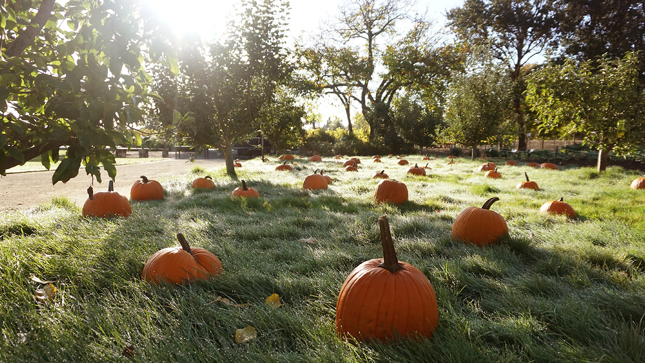 Pumpkin carving at Long Meadow Ranch