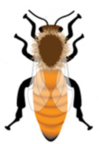 Queen2 Queen bee