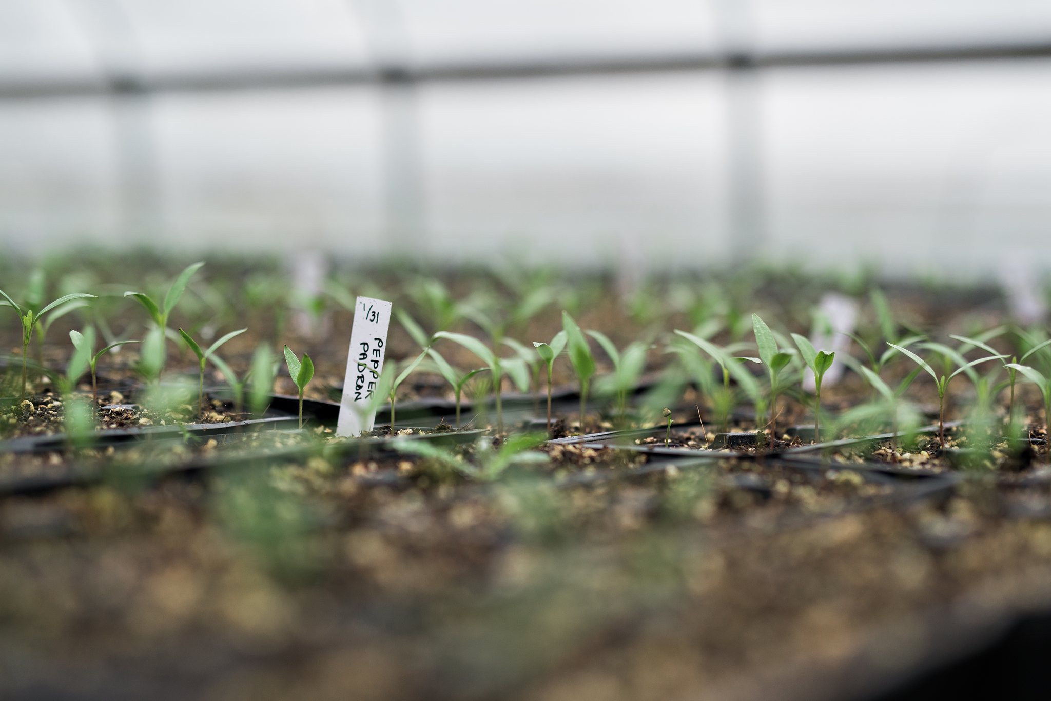 TheBeet_Greenhouses_2019-8638 WEB Locally grown peppers at Long Meadow Ranch
