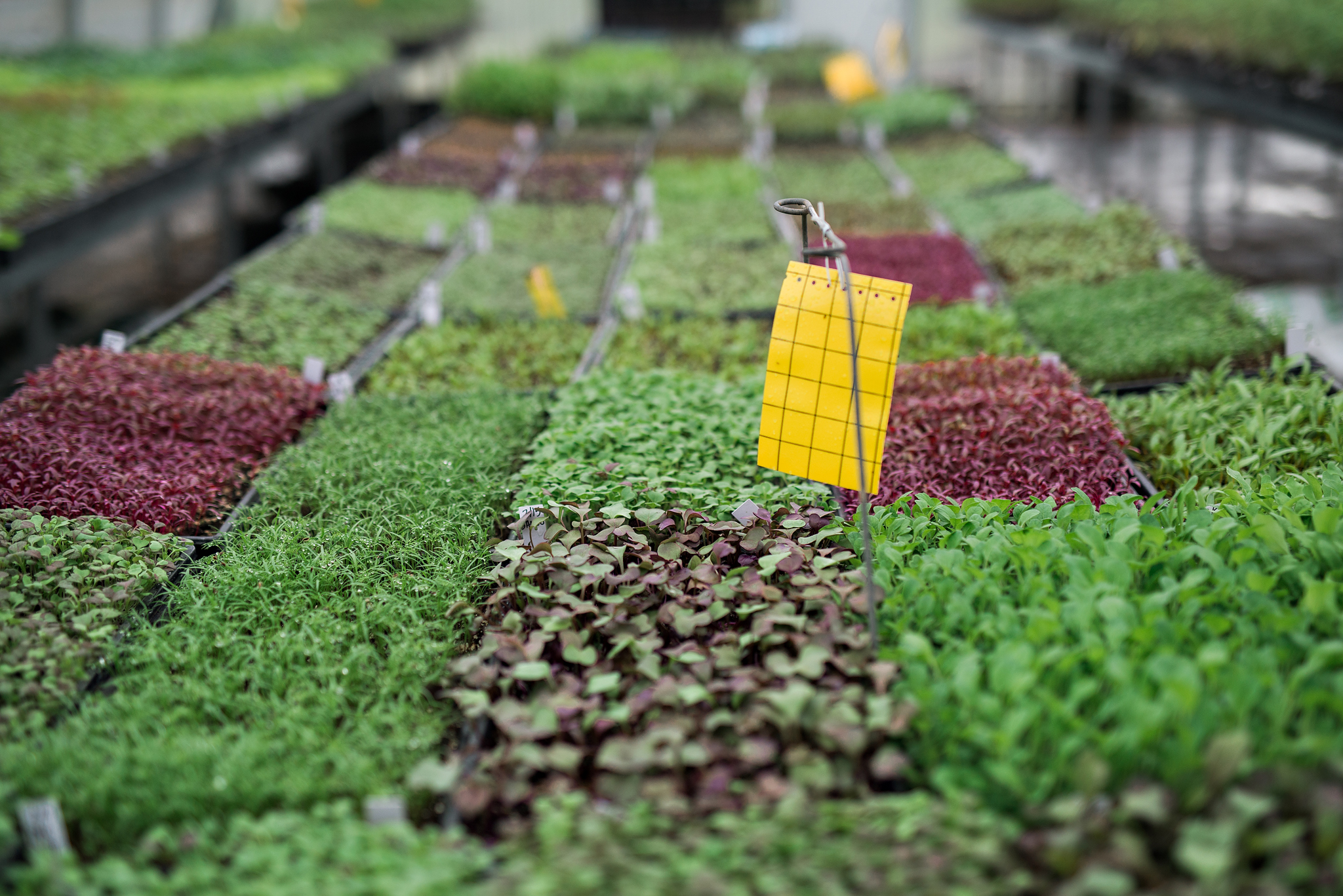 TheBeet_Greenhouses_2019-8656 WEB The Beet Greenhouses