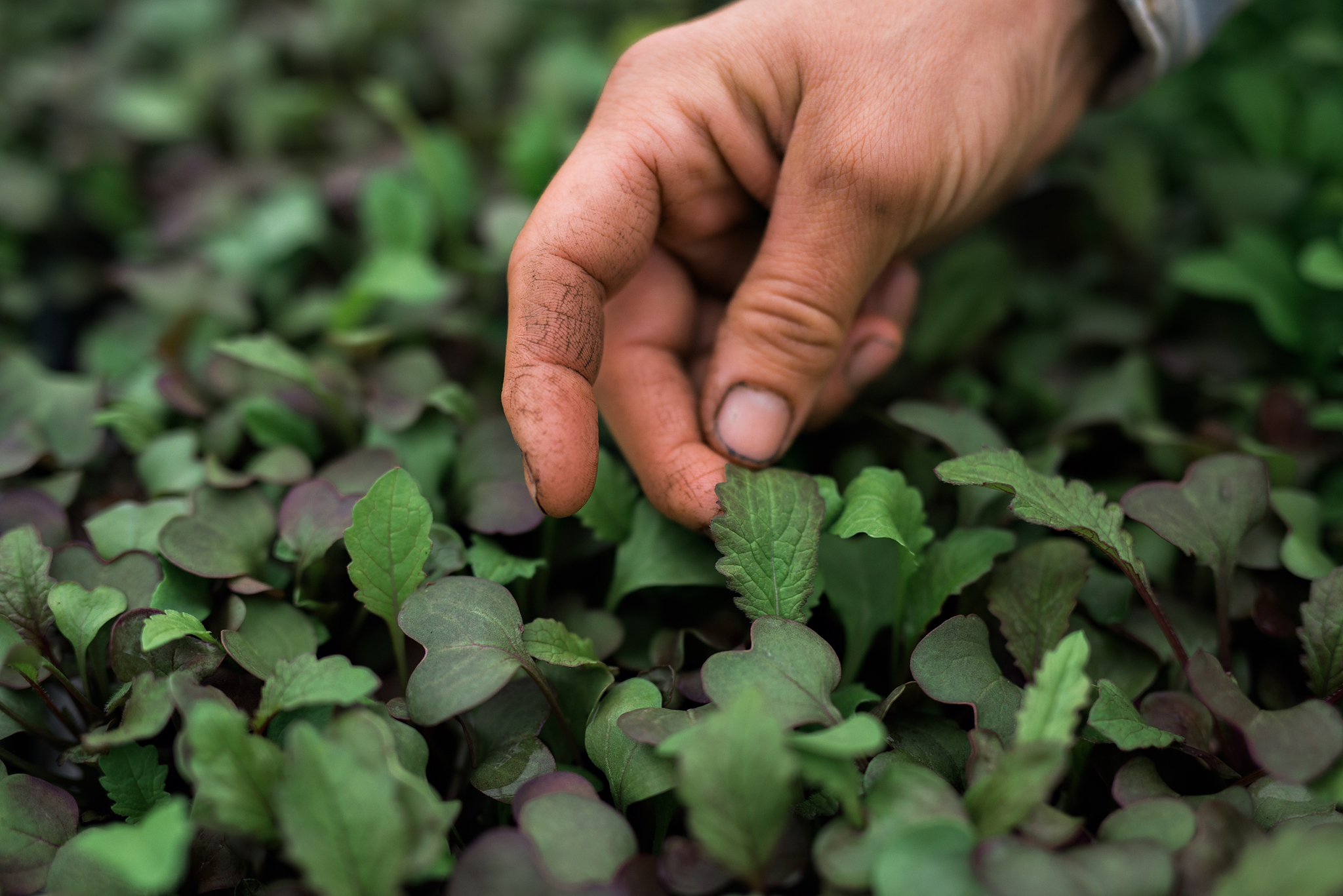 TheBeet_Greenhouses_2019-8658 WEB Hands touching herbs in the greenhouse at Long Meadow Ranch