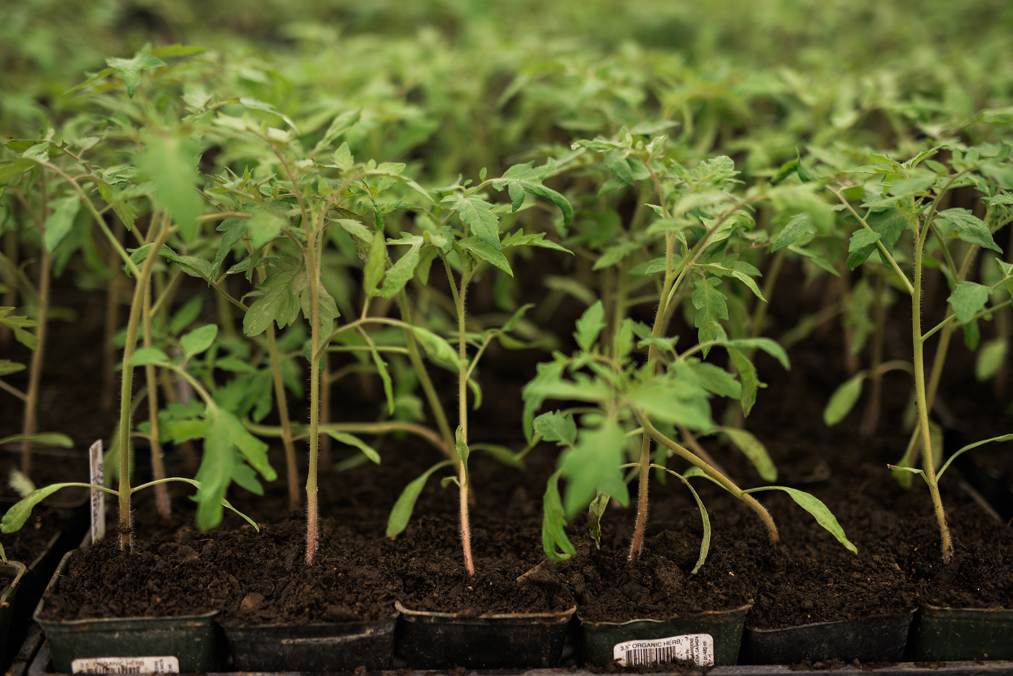 TheBeet_Greenhouses_2019-8676 WEB Long Meadow Ranch growing their own herbs at the Beet Greenhouses