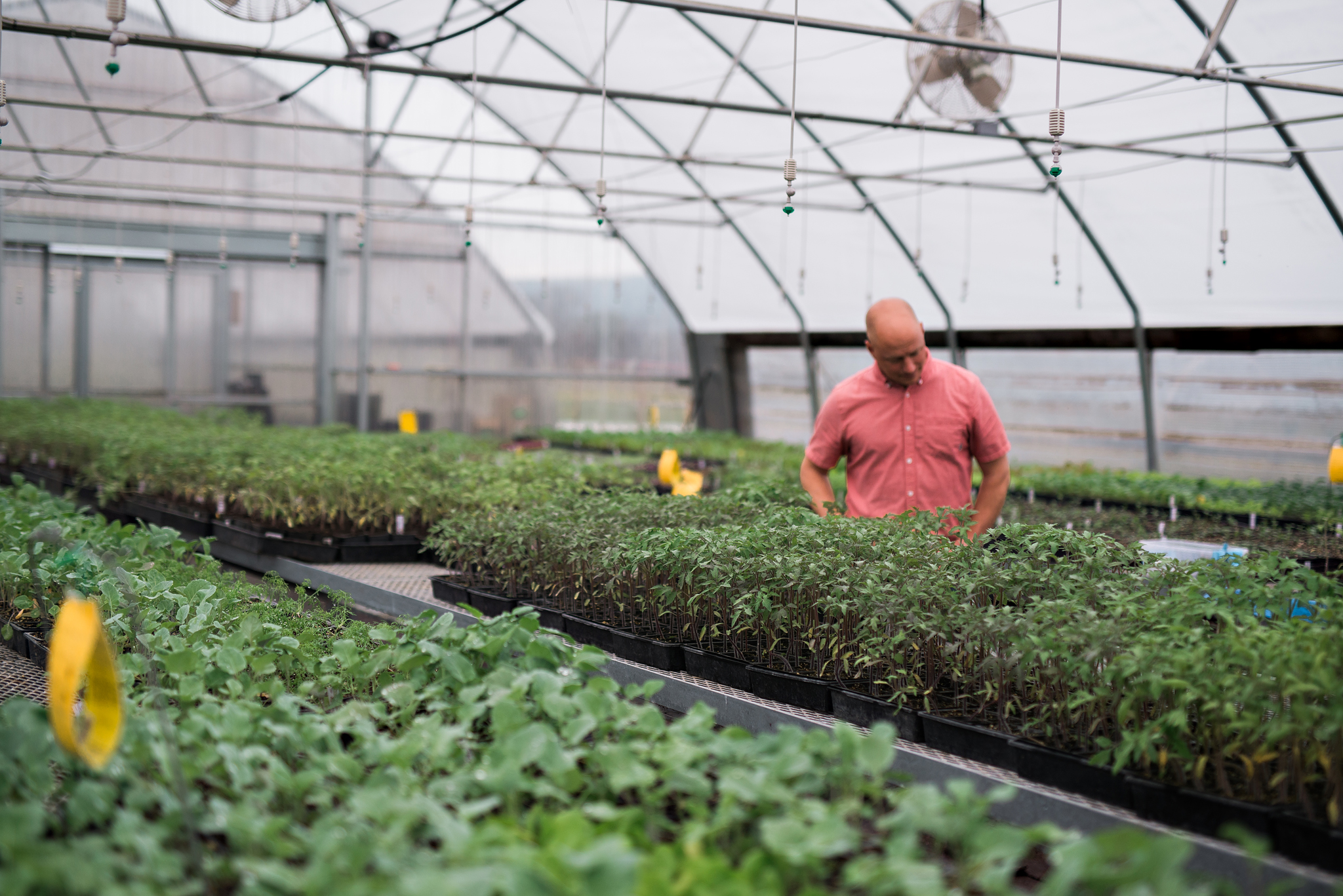 TheBeet_Greenhouses_2019-8680 WEB Locally sourced herbs at the Long Meadow Ranch greenhouses