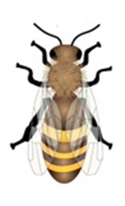 Worker2 Bee