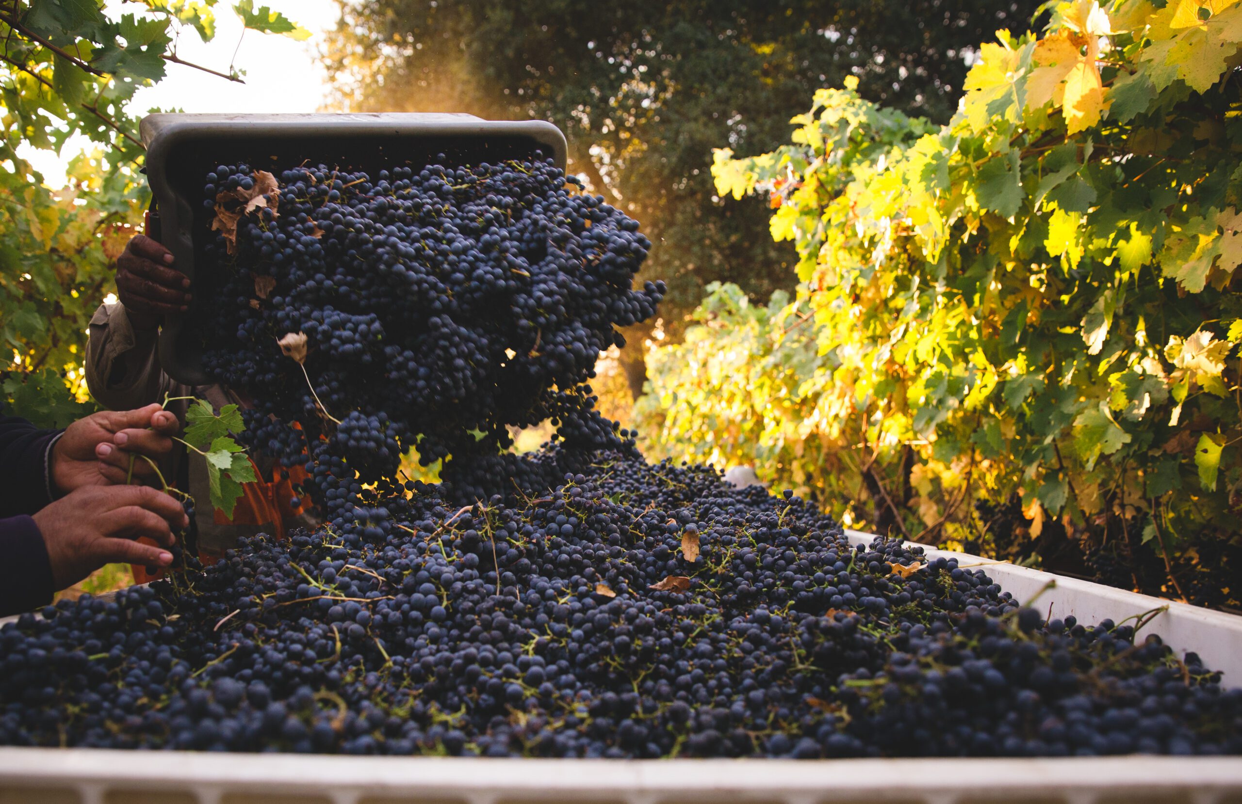 Grapes being poured into container from harvest