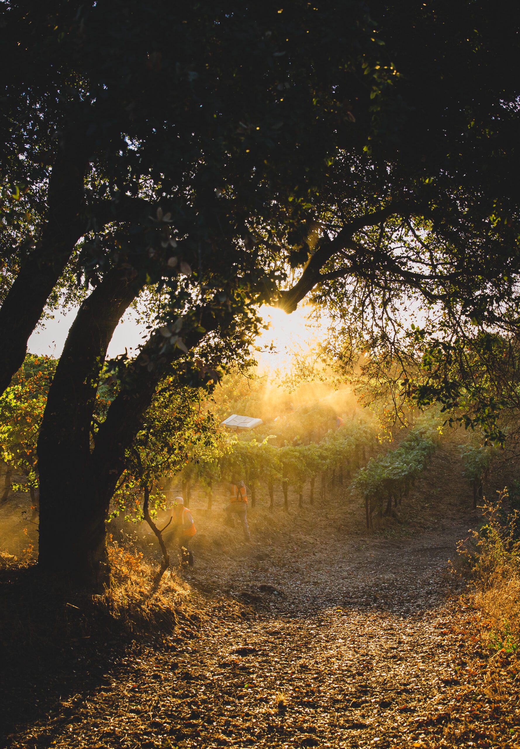 Sun shining through the tree and vineyards