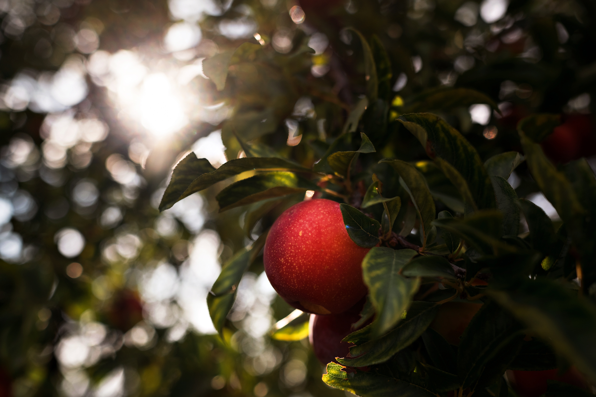 LMR_RutherfordFarm_2021-0935 WEB Apple on a tree