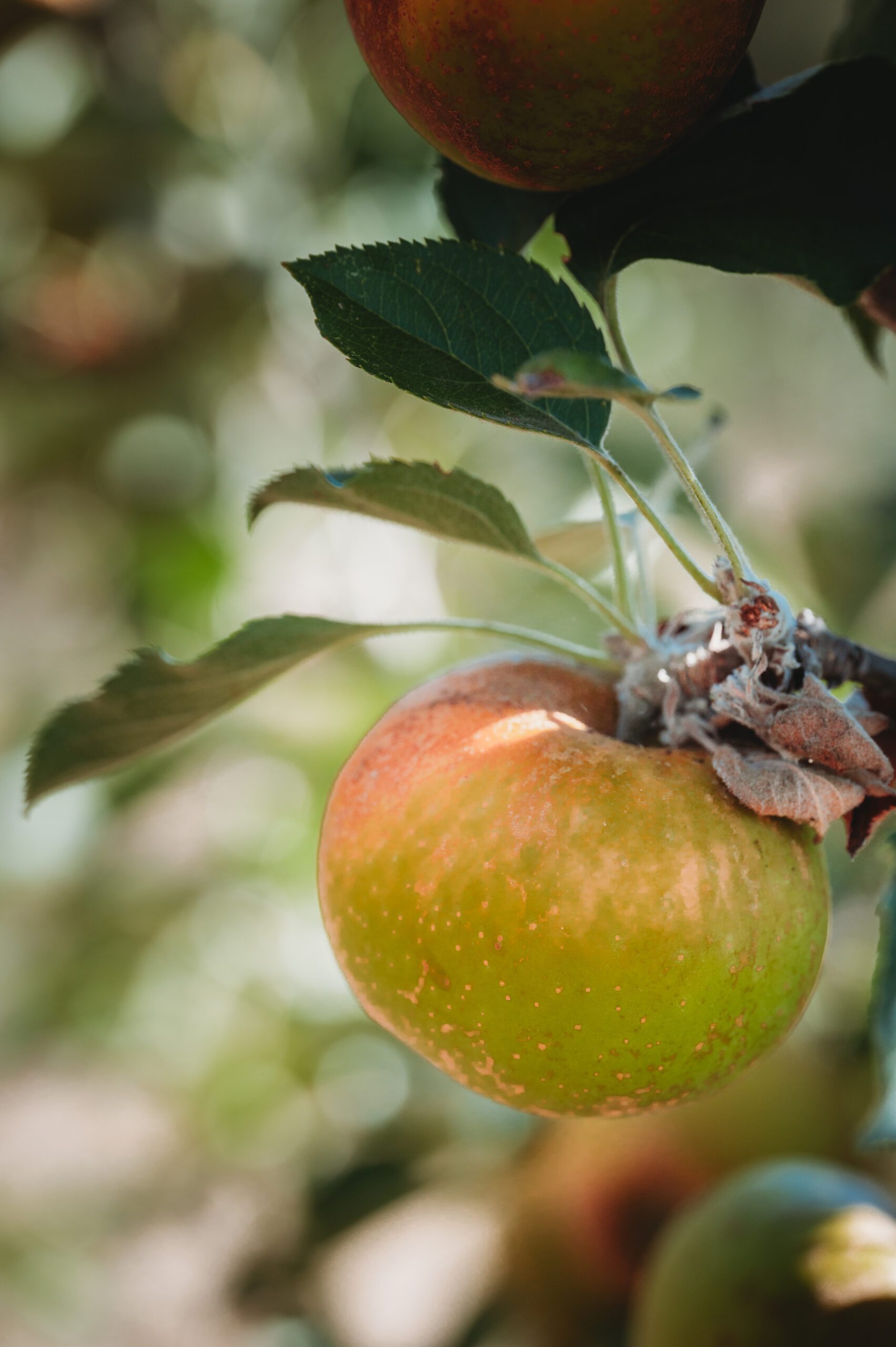 LMR_Cider_2022-1274 Apple on a tree