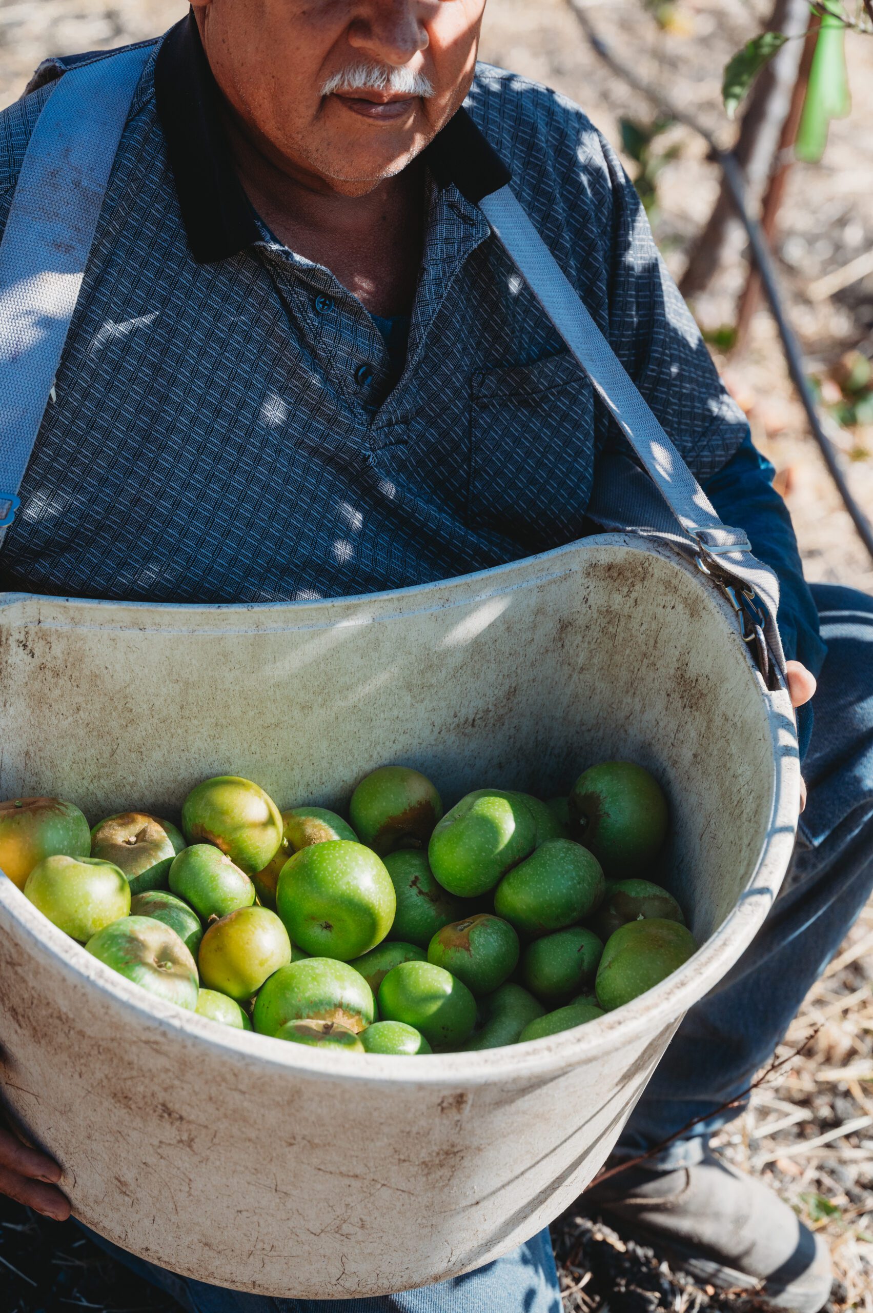 LMR_Cider_2022-1280 Man harvesting apples in a bucket