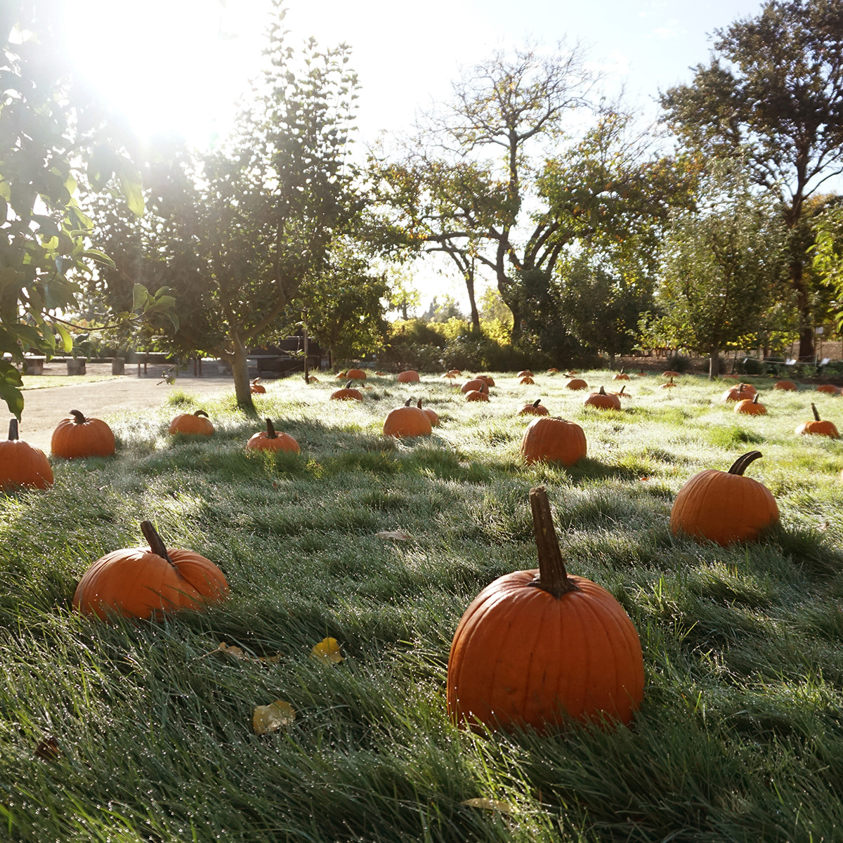 PUMPKIN